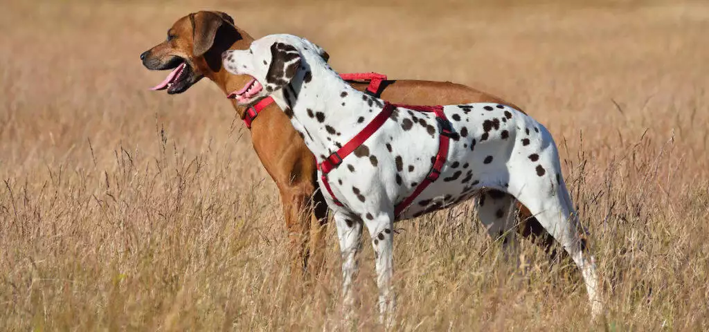 How To Pick A Good Dog Daycare