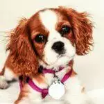 Dognapping On The Rise: How To Prevent Dog Theft