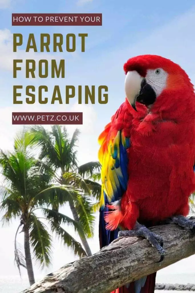 How To Prevent Your Parrot From Escaping