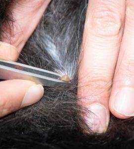 How To Remove A Tick From A Dog