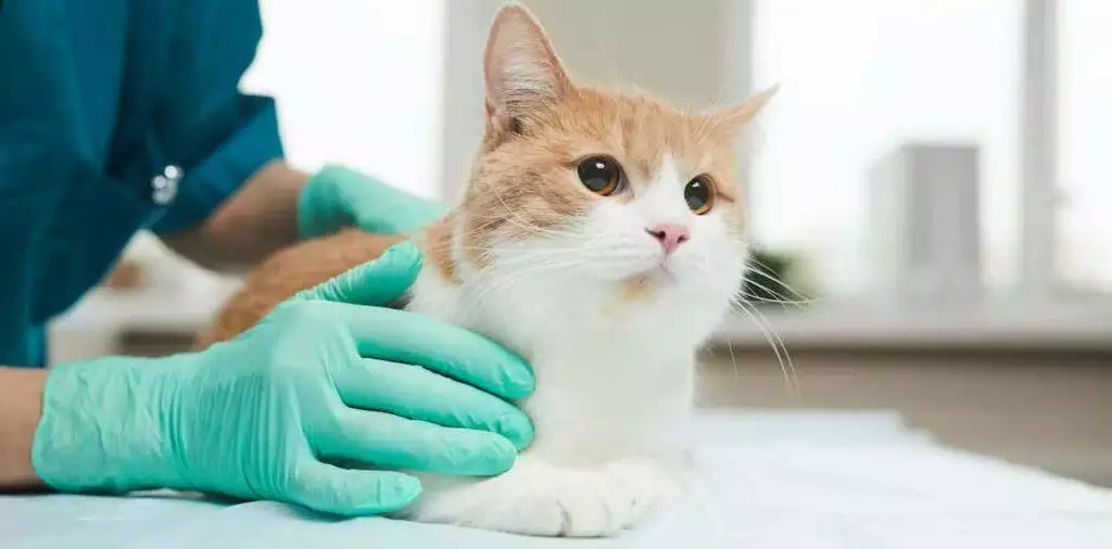 How To See A Vet From Home