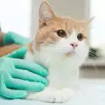How To Get Online Vet Help