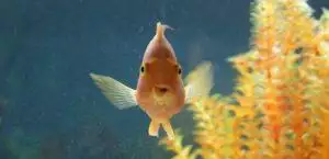 How To Sex A Goldfish