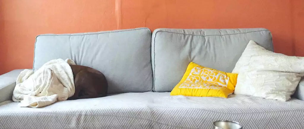 How To Stop DOgs Being Scared Of Fireworks