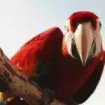 How To Prevent Your Parrot From Flying Away