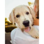 How To Toilet Train Your Puppy