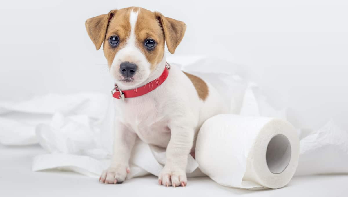How To Toilet Train Your Puppy Petz