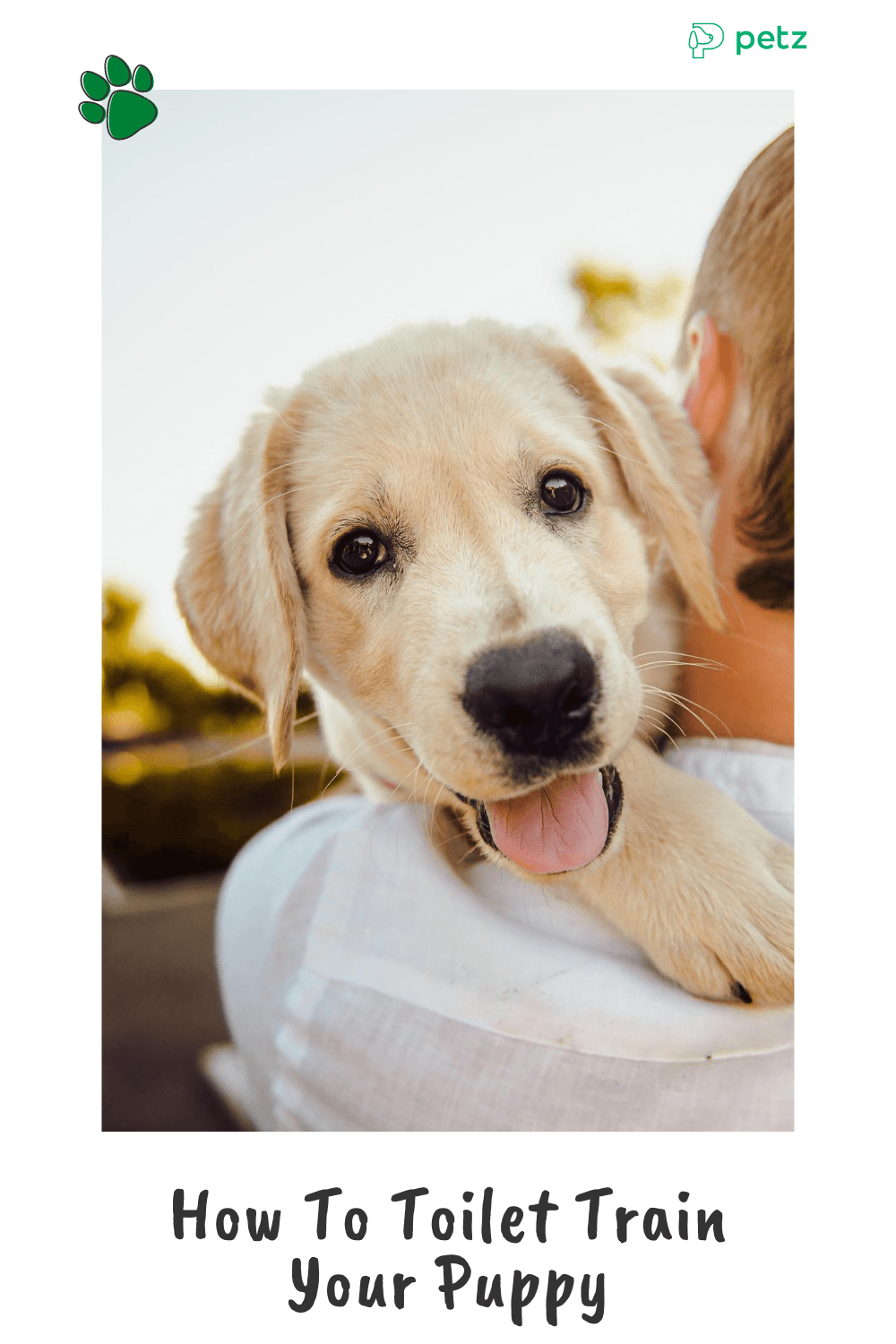How To Toilet Train Your Puppy Petz