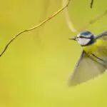 How To Welcome Wild Animals To Your Garden