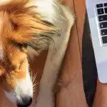 How To Work From Home With Pets