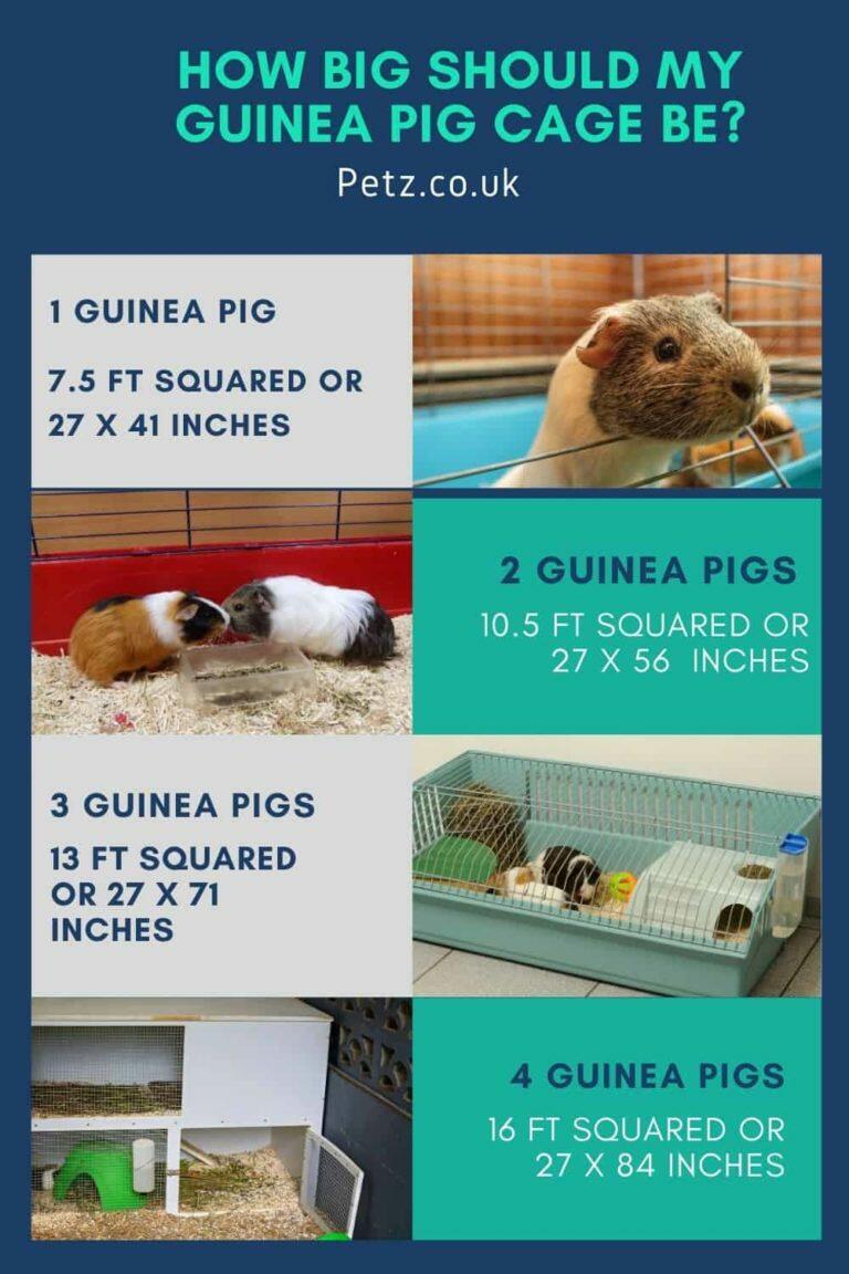 How Big Should A Guinea Pig Cage Be? Petz