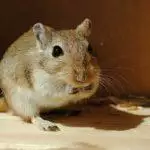 How Many Gerbils Should I Keep?