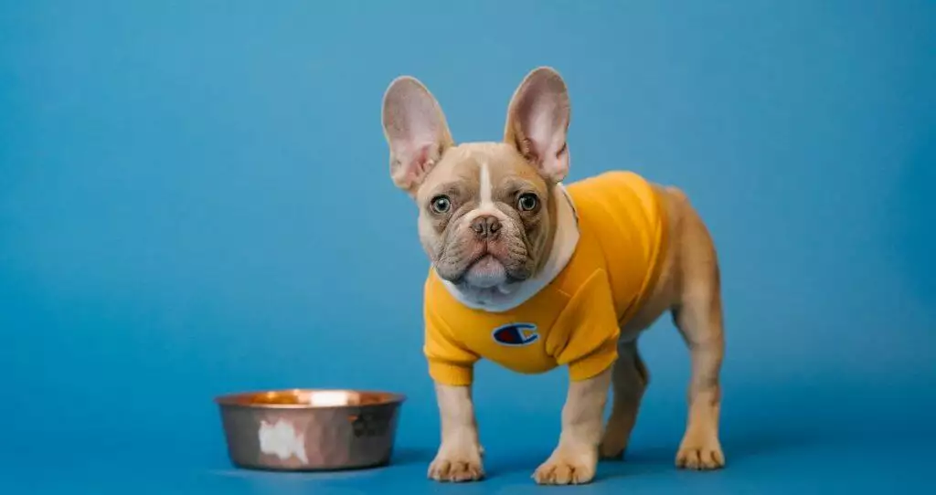 A french bulldog with a bowl of dog food