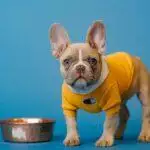 How Often Should I Feed My Dog?