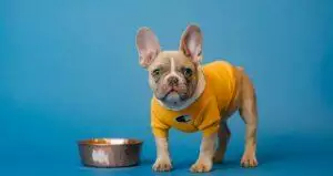 How Often Should I Feed My Dog?