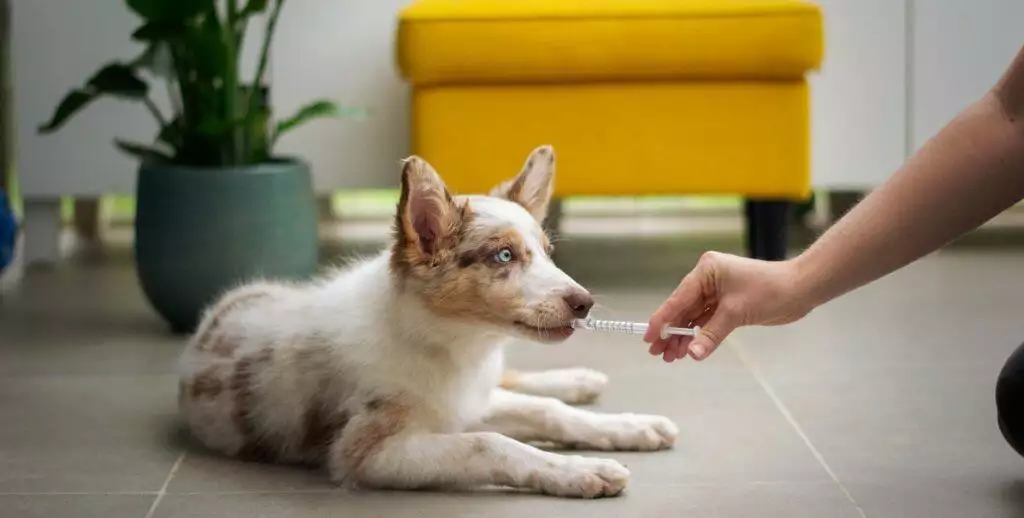 A dog being given medication by mouth