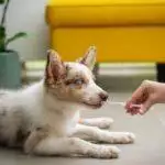 Dog Worming: Your Complete Guide