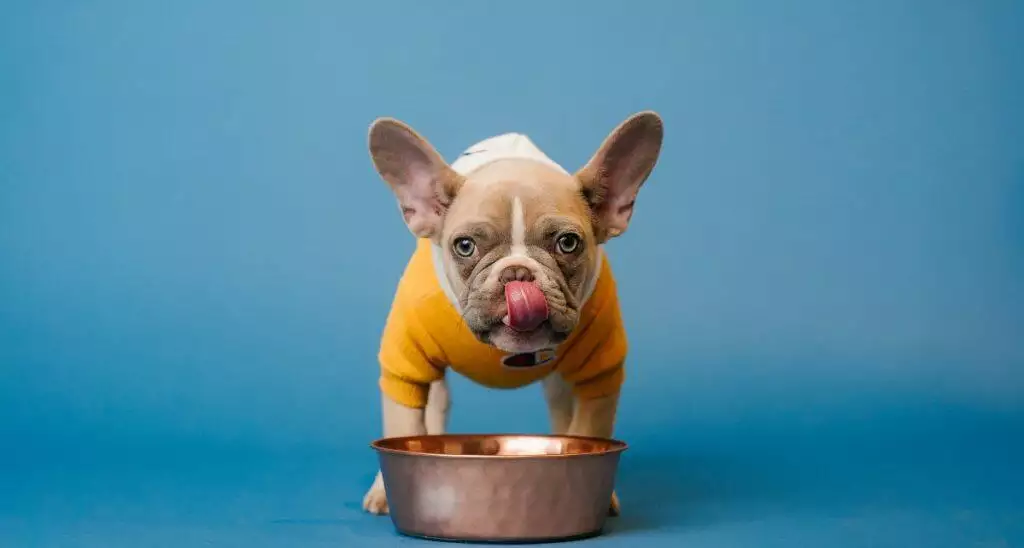 How to choose the best pet food bowl