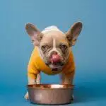 How Do I Find The Right Pet Food Bowl?