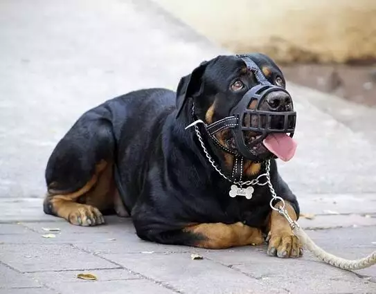 Rottweiler <a href=