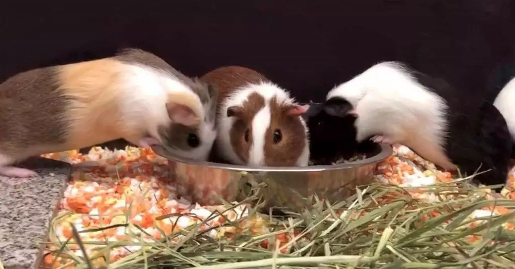 three guinea pigs eating in their cage