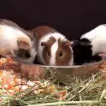 How To Clean A Guinea Pig Cage
