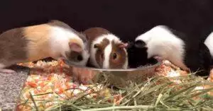 three guinea pigs eating in their cage