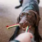 How Do I Clean My Dog's Toys?