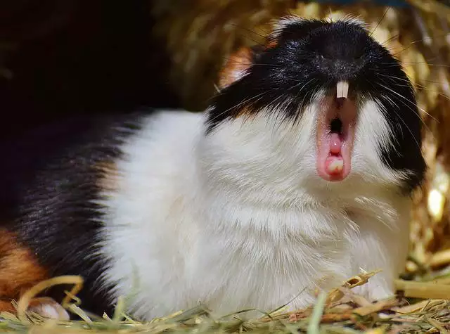 Guinea pig yawning