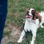 How To Find & Choose A Dog Trainer