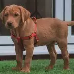 How To Measure A Dog For A Harness