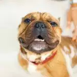 How To Give A Dog A Bath