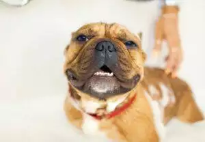 How To Give A Dog A Bath