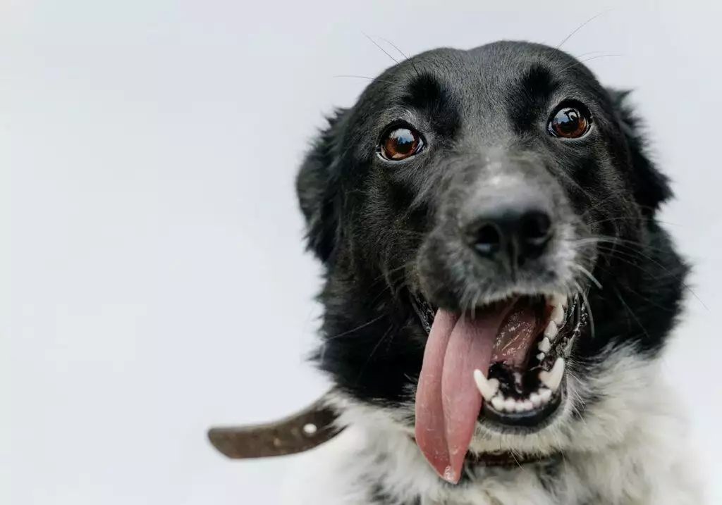 How To Give Your Dog A Tablet