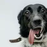 How To Give A Dog Medication