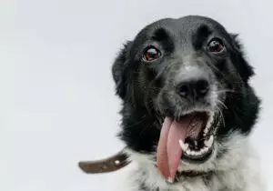 How To Give A Dog Medication