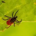 How To Remove A Tick From A Pet