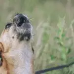 How To Stop A Dog Barking