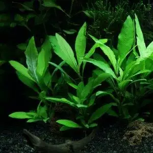 Hygrophila 'Siamensis 53B'