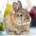 Guide to Indoor Rabbits UK 2026: Housing, Diet, Bonding & Welfare Essentials