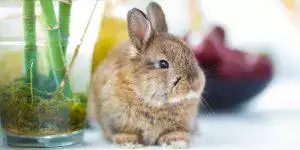 Indoor Rabbit Guide