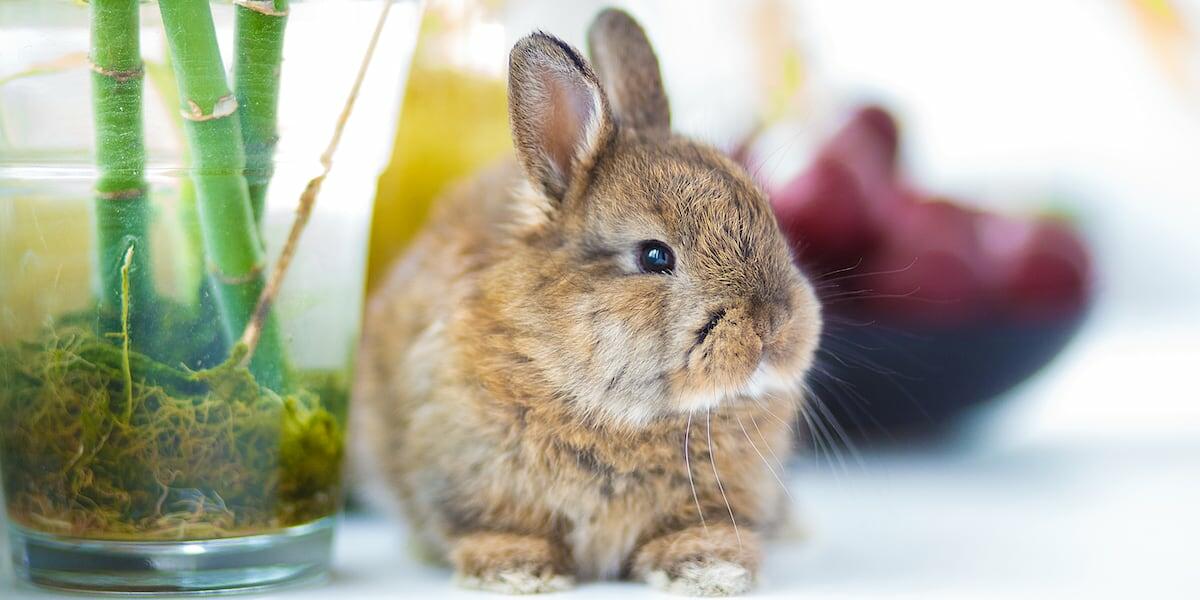 Guide to Indoor Rabbits Petz