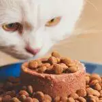 Insect Pet Food: The Alternative To Meat?