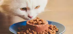 Insect Pet Food: The Alternative To Meat?