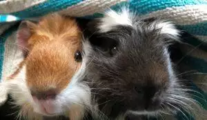 Is It Okay To Have Just One Guinea Pig
