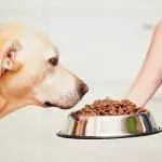 Is Grain Free Food Right For Your Dog?