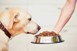 is grain free dog food safe