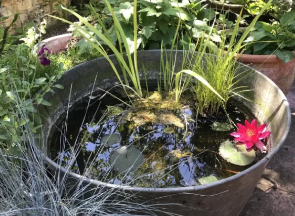 Micro Pond Idea