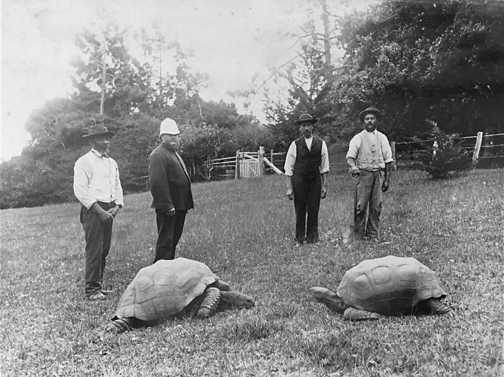 jonathan and the governor of st helen