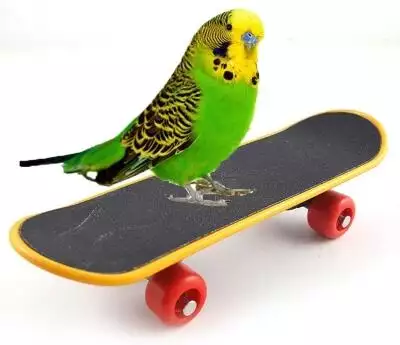 Keersi Intelligence Training Skateboard